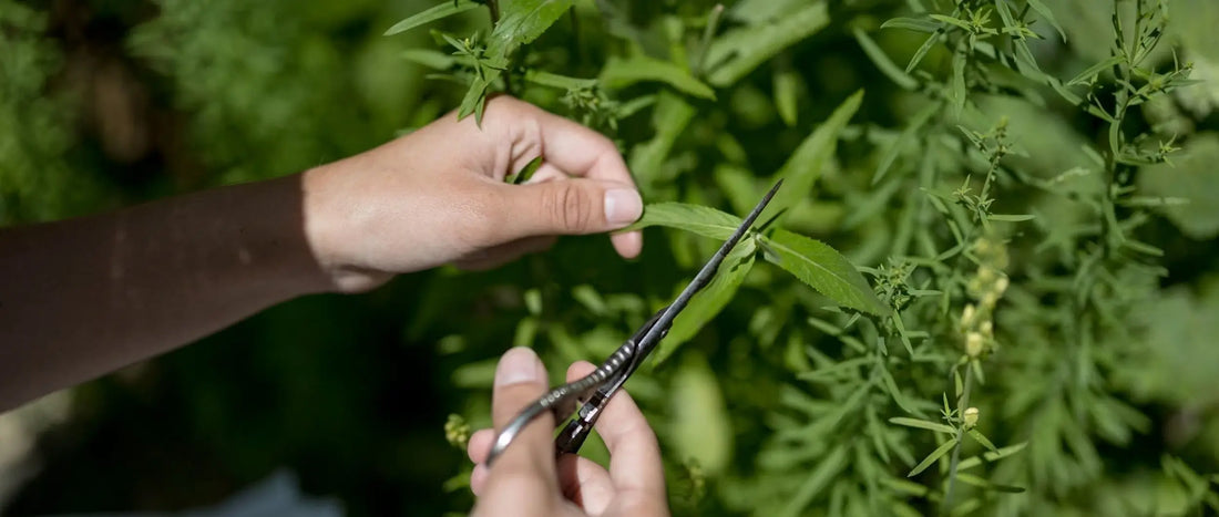Medieval monastic gardens and the cultivation of medicinal herbs