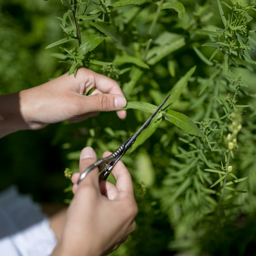 Not All Mint Is the Same