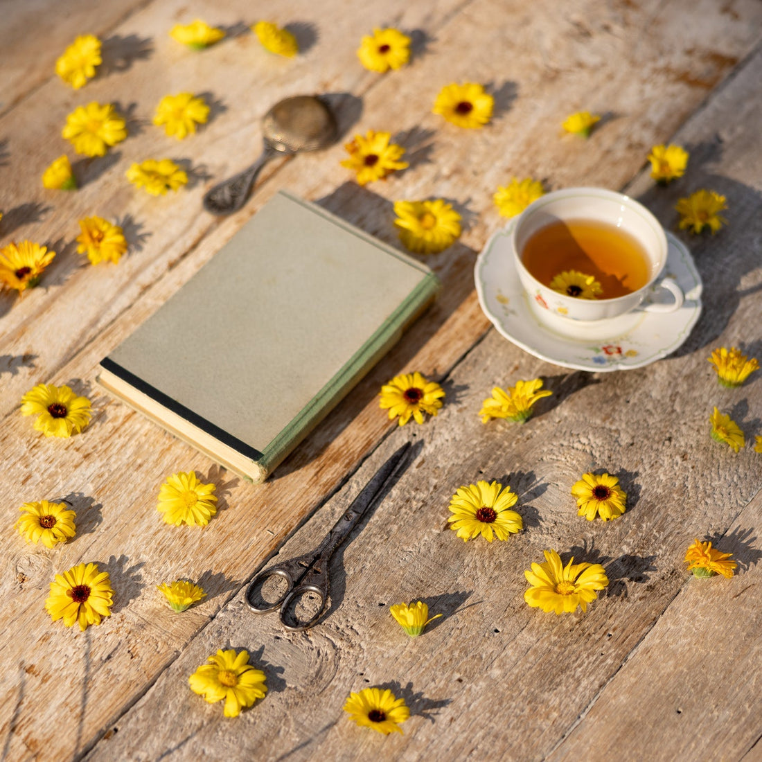 The Healing Benefits of Calendula