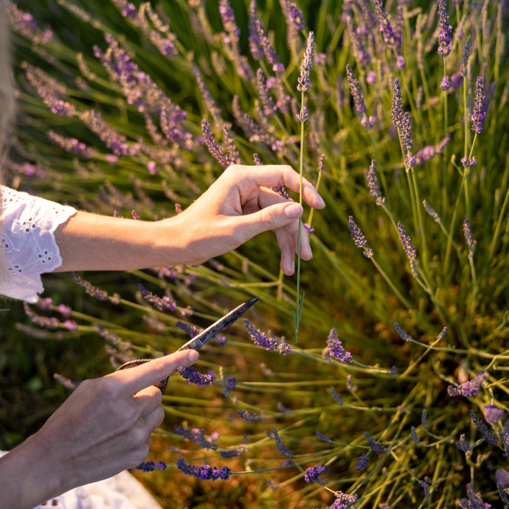 Lavender: How to Harvest, Dry and Store It