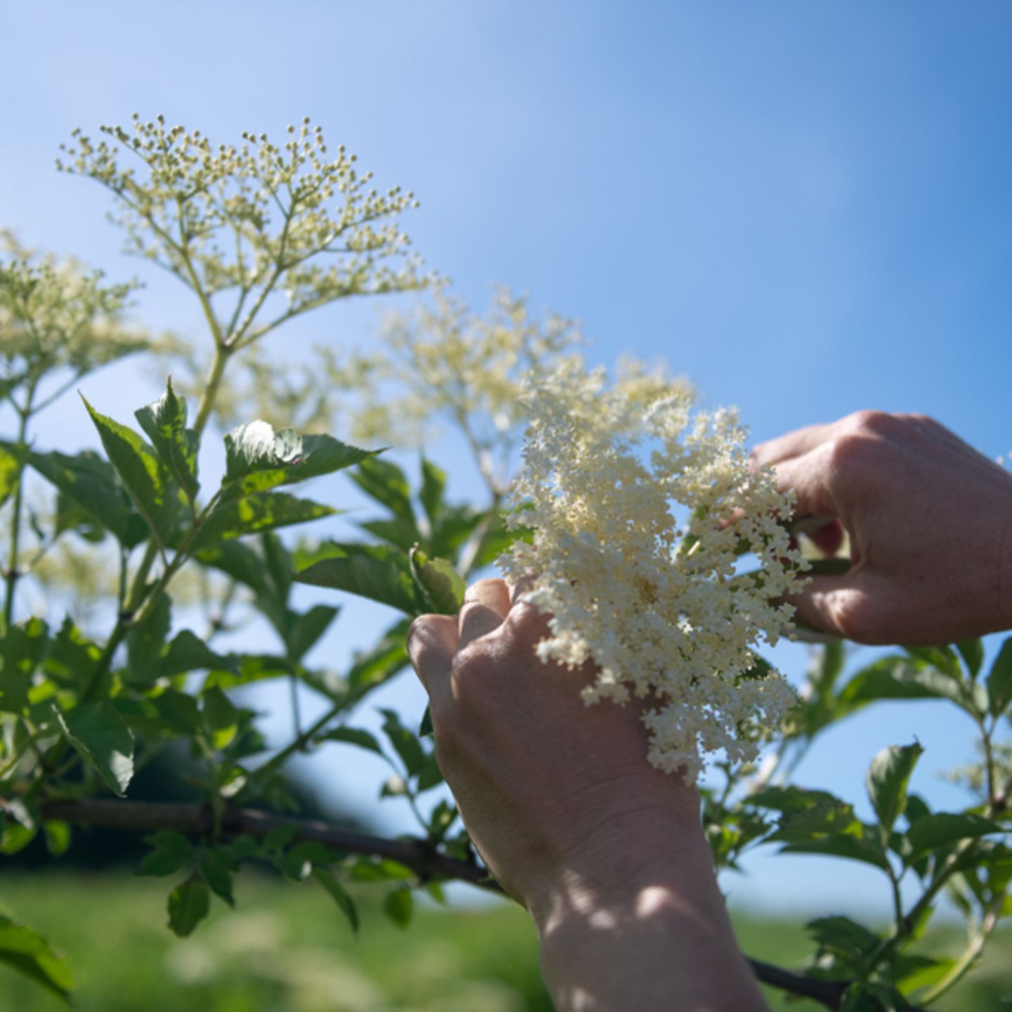 Elderflower 20x1 g