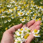 Chamomile Loose 30 g