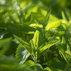 Nettle 20x1 g