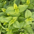Lemon Balm 20x1 g