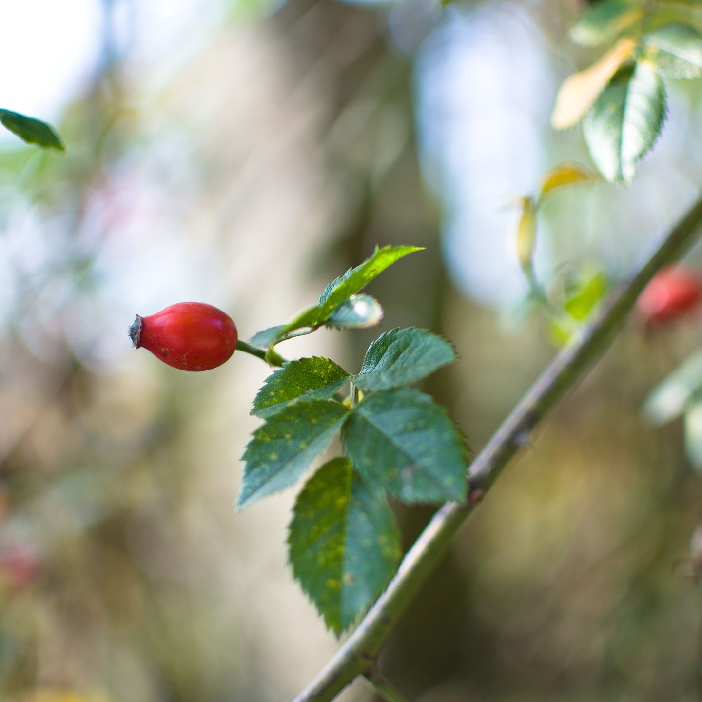 Rosehip Loose 150 g